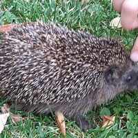 lesefreund123 Avatar