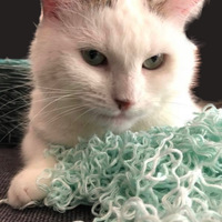 nurbuntewolleimkopf Avatar