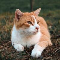 einbisschenlara Avatar