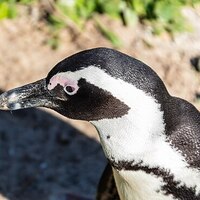 brillenpinguin Avatar