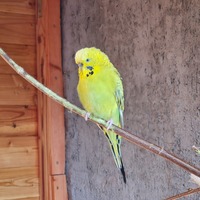 booksandbudgies Avatar