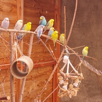 booksandbudgies Avatar