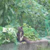 squirrel73 Avatar