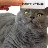 circescat Avatar